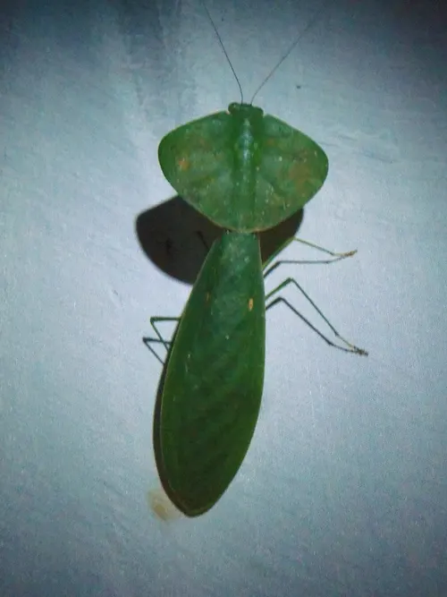 Mante à capuchon (Choeradodis rhombicollis)