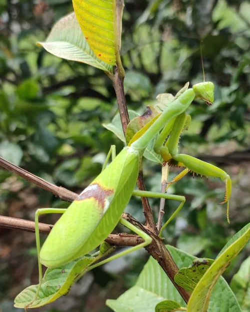 Mante à ocelles de Guyane (Stagmatoptera biocellata)