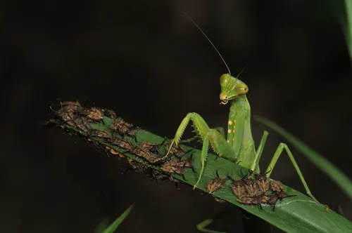 Mante bouclier asiatique (Hierodula patellifera)