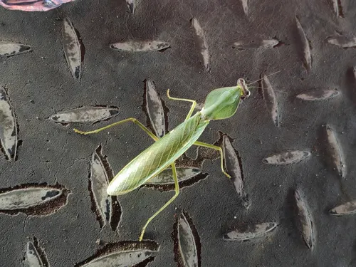Mante bouclier géante (Rhombodera valida)