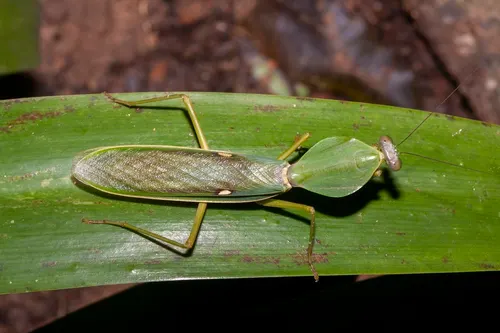 Mante bouclier (Rhombodera basalis)