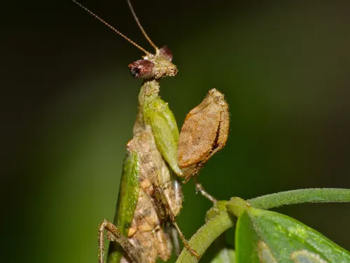 Mante boxeuse africaine (Otomantis scutigera)