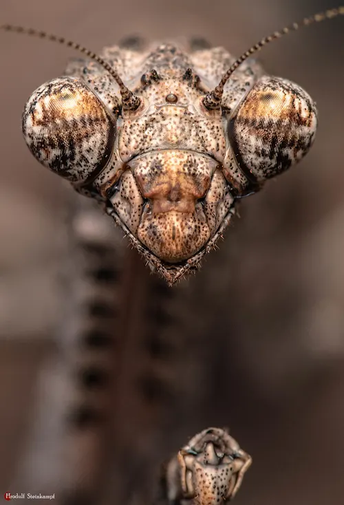 Mante brindille africaine (Popa spurca)