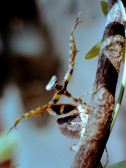Mante budwing (Parasphendale agrionina)