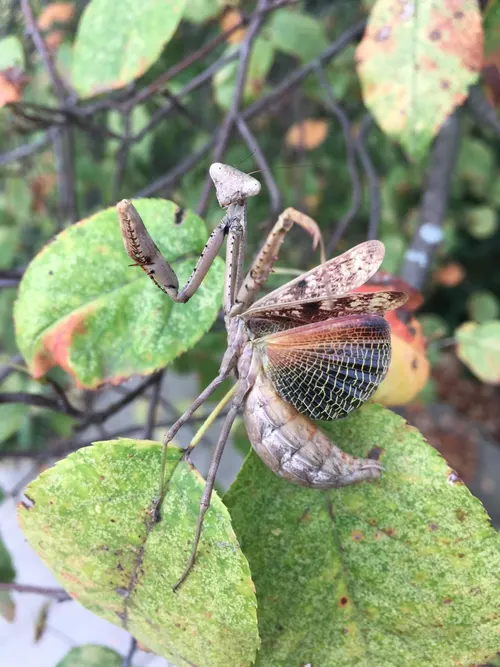 Mante de Caroline (Stagmomantis carolina)