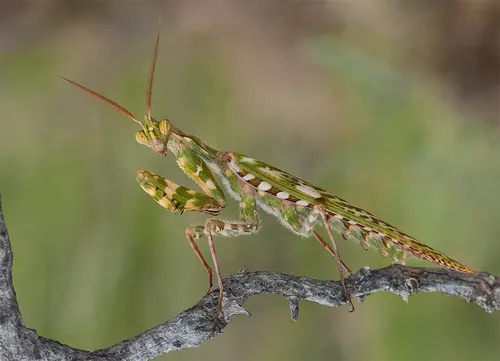 Mante-diable à chardon (Blepharopsis mendica)