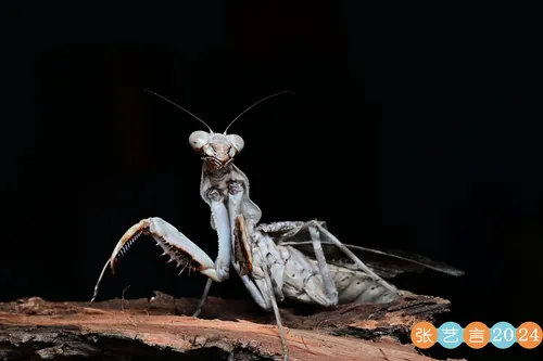 Mante double bouclier (Pnigomantis medioconstricta)