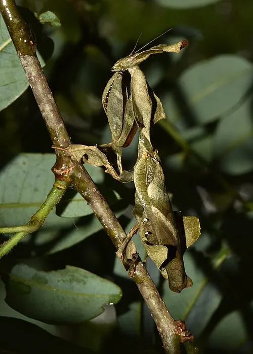 Mante fantôme (Phyllocrania paradoxa)