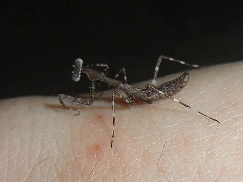 Mante feuille morte de Malaisie (Deroplatys lobata)