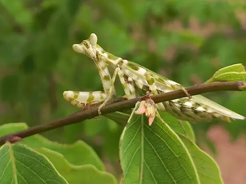 Mante fleur asiatique (Creobroter pictipennis)