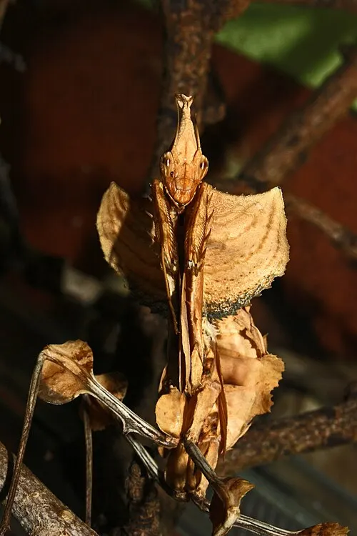 Mante fleur du diable (Idolomantis diabolica)