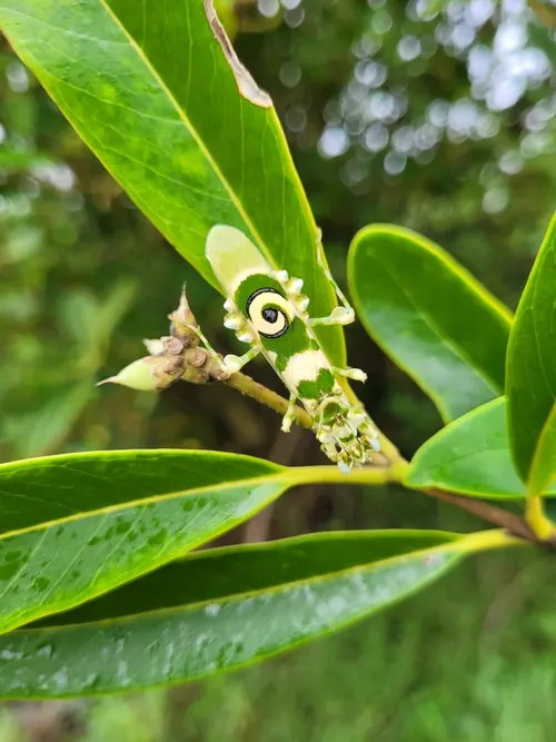 Mante fleur épineuse à ocelles (Pseudocreobotra ocellata)