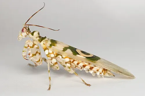Mante fleur épineuse d'Afrique (Pseudocreobotra wahlbergii)