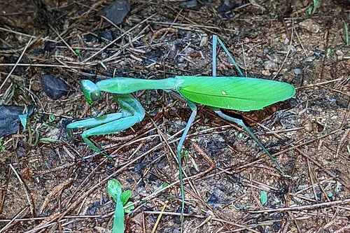 Mante géante asiatique (Hierodula membranacea)