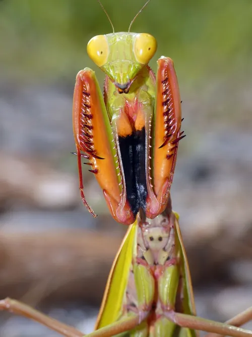 Mante géante australienne (Hierodula majuscula)
