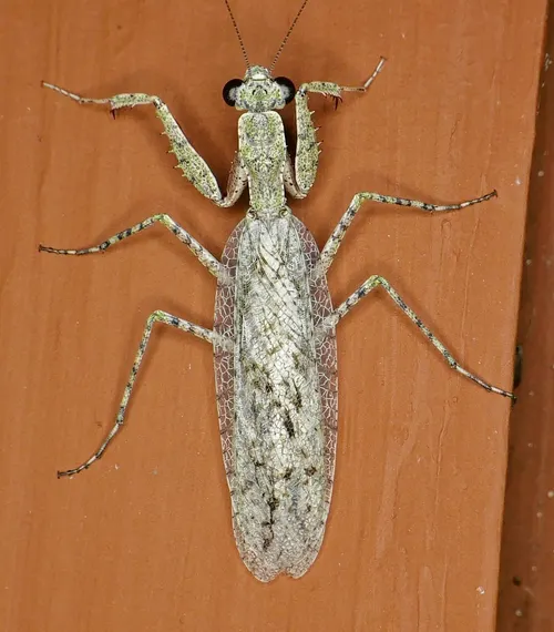 Mante lichen de Floride (Gonatista grisea)
