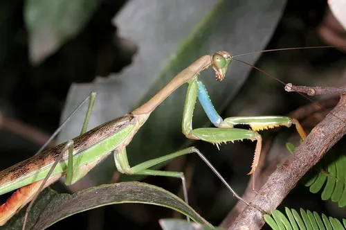 Mante marbrée de Madagascar (Polyspilota aeruginosa)