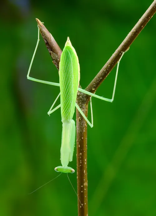 Mante naine égyptienne (Miomantis paykullii)