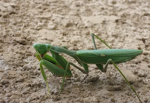 Mante religieuse africaine verte (Sphodromantis viridis)