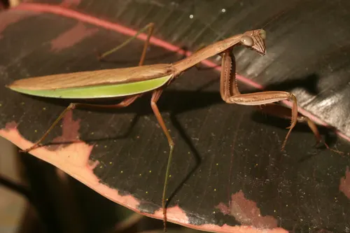 Mante religieuse chinoise (Tenodera sinensis)