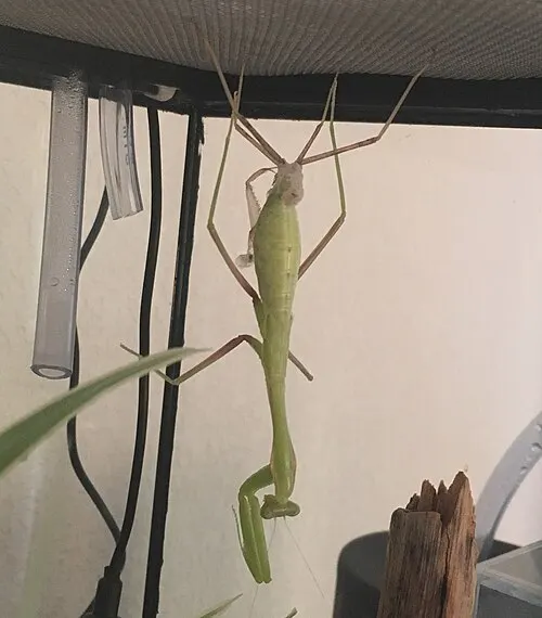 Mante religieuse géante (mante africaine) (Sphodromantis lineola)