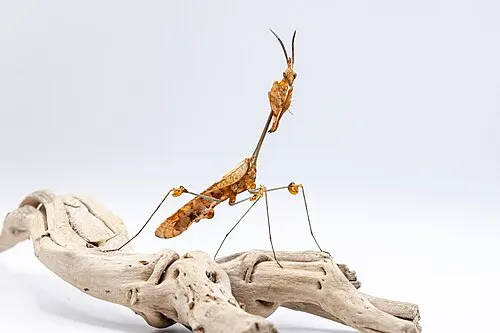 Mante violon (Gongylus gongylodes)