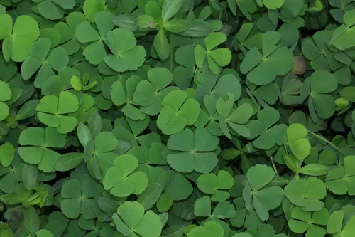 Marsilea crenata (trèfle d'eau nain) (Marsilea crenata)
