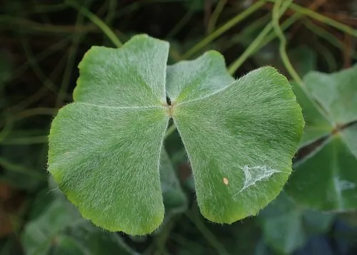 Trèfle d'eau hirsute (Marsilea hirsuta)