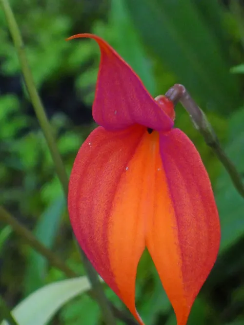 Masdevallia de Veitch (Masdevallia veitchiana)