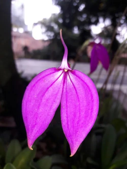 Masdevallia écarlate (Masdevallia coccinea)