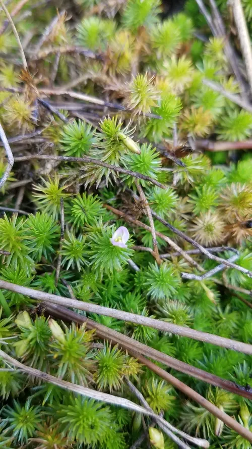 Mayaca (Mayaca fluviatilis)