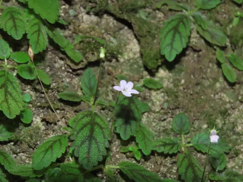 Micro-sinningia des mousses (Sinningia muscicola)