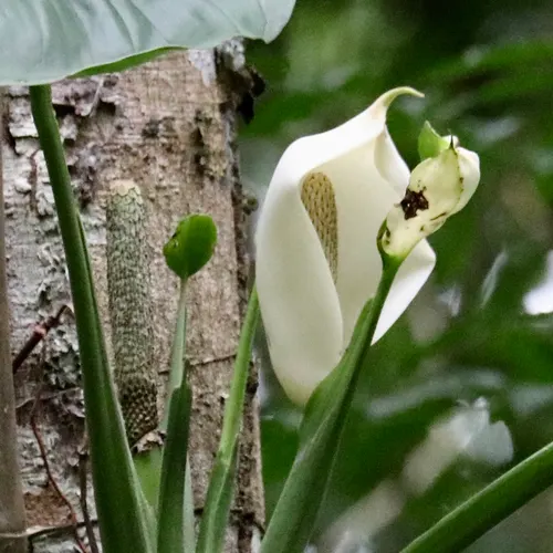 Monstera à feuilles perforées (Monstera adansonii)