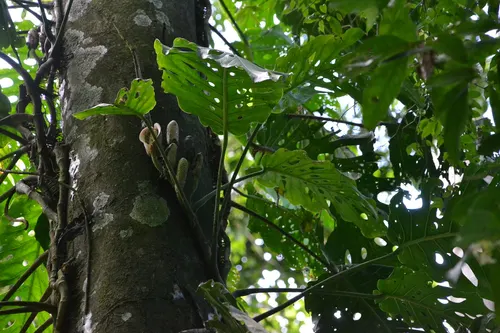 Monstera dubia (Monstera dubia)