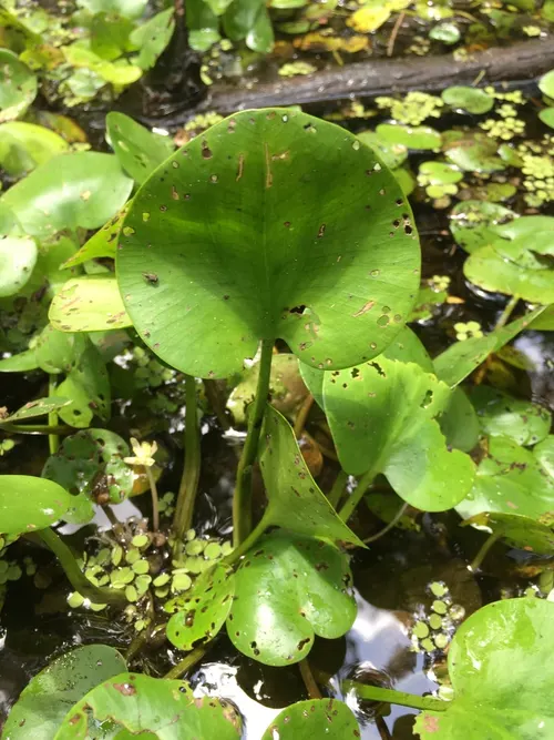Morène d'Amérique (Limnobium spongia)