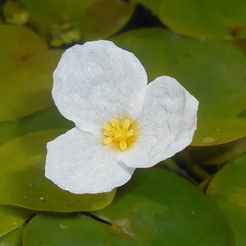 Morène (petit nénuphar) (Hydrocharis morsus-ranae)