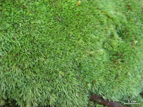 Mousse coussin (Leucobryum glaucum)