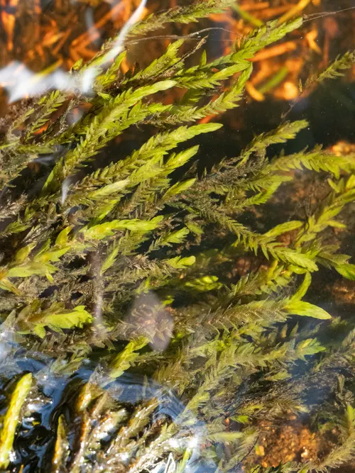 Mousse de fontaine (Fontinale) (Fontinalis antipyretica)