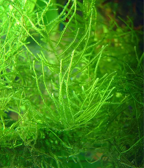 Mousse de Java (Taxiphyllum barbieri)