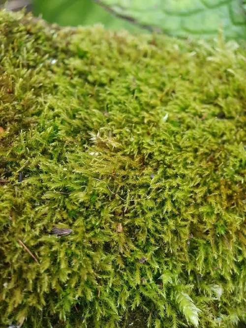 Mousse filamenteuse (stringy moss) (Amblystegium serpens)
