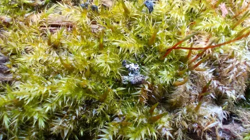 Mousse filandreuse (Stringy moss) (Leptodictyum riparium)