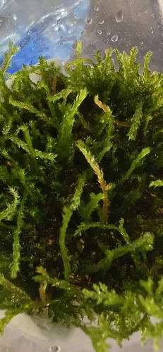 Mousse pleurante (Vesicularia ferriei)