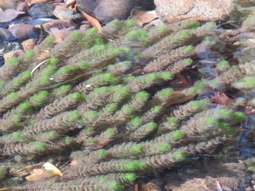 Myriophylle élatinoïde (Myriophyllum elatinoides)
