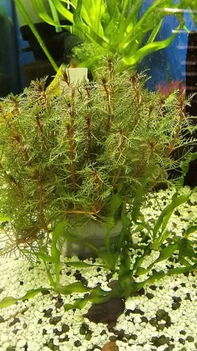 Myriophylle rouge (Myriophyllum tuberculatum)