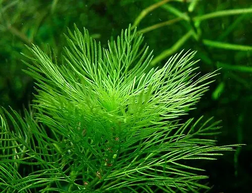 Myriophylle du Matto Grosso (Myriophyllum mattogrossense)
