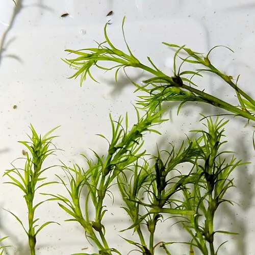 Herbe à guppy (Najas guadalupensis)