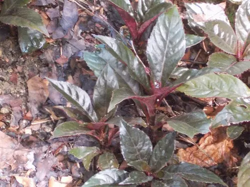 Nautilocalyx de Lynch (Nautilocalyx lynchii)