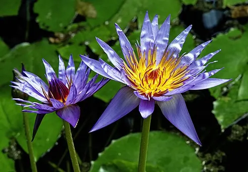 Nénuphar étoilé bleu (Nymphaea nouchali)