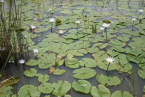 Nénuphar Micrantha (Nymphaea micrantha)