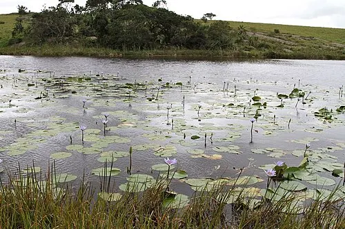 Nénuphar nain bleu / Nénuphar étoilé bleu (Nymphaea stellata)